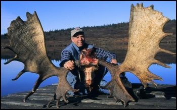 75" Alaska Moose